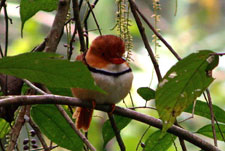 Peru-Amazon-Complete Manu Biosphere Reserve Experience